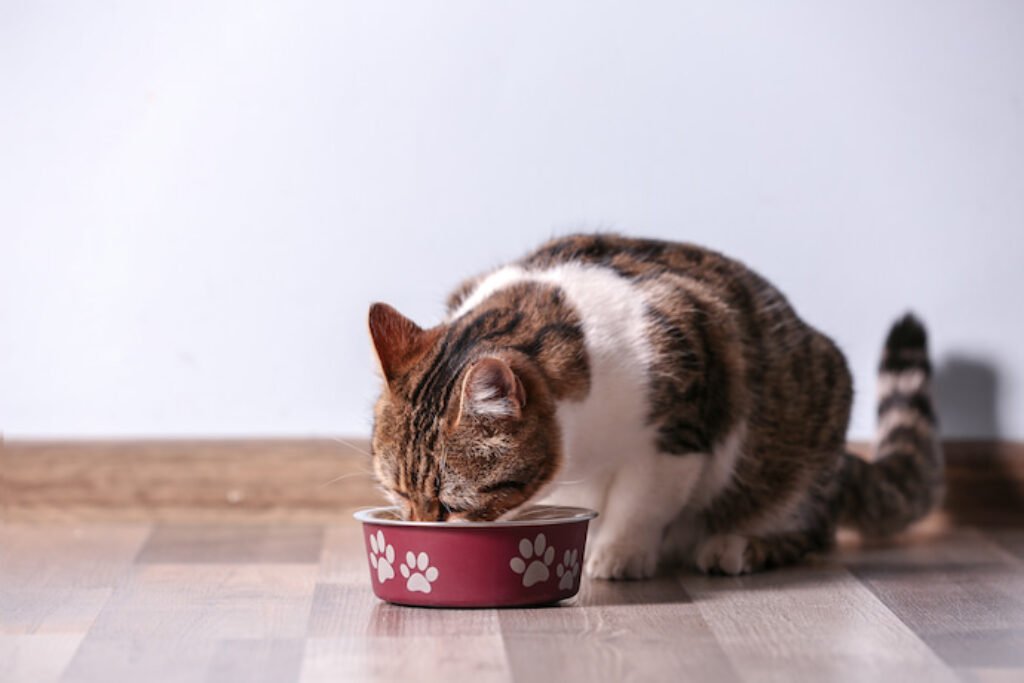 Gato comendo ração.