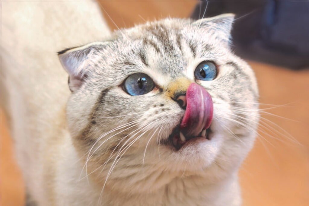 Gato lambendo o nariz.