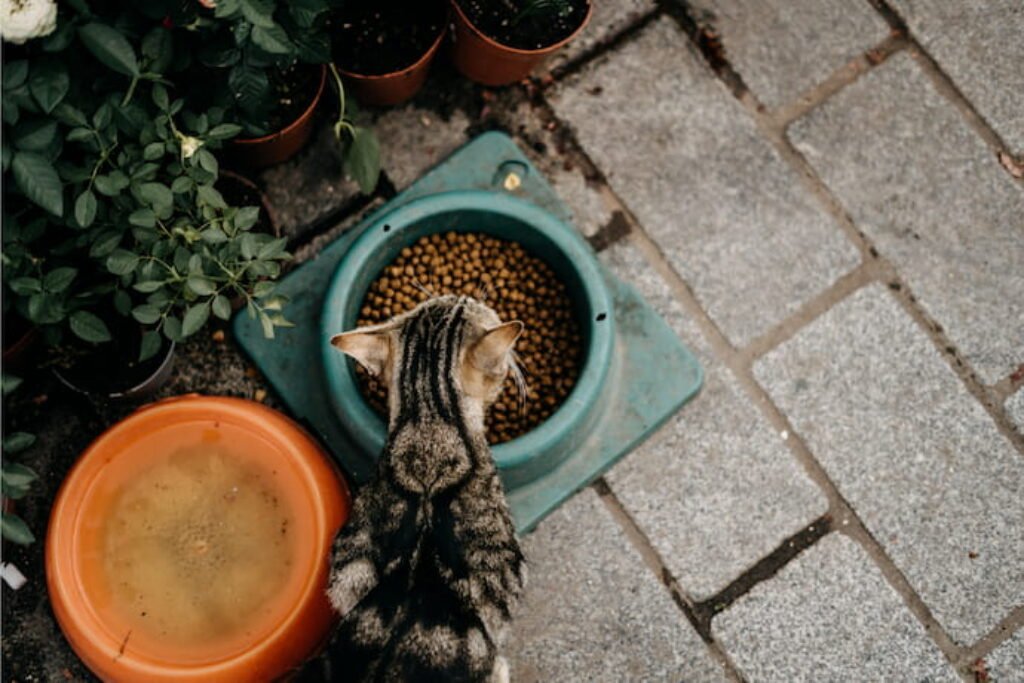 Gato comendo em uma tijela.