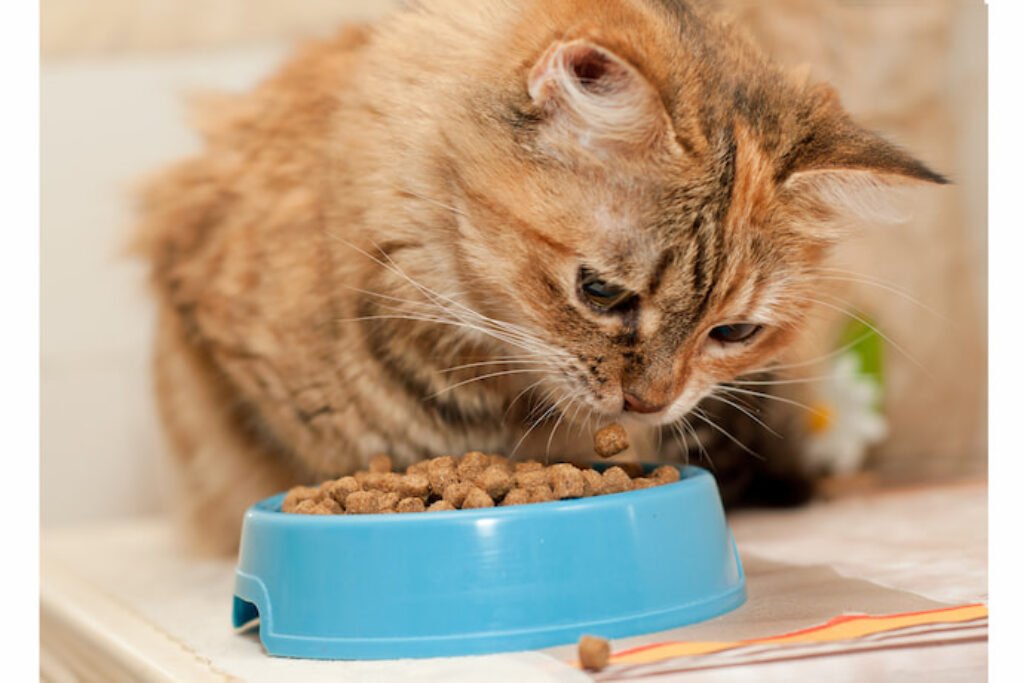 Gato amarelo comendo ração em um pote azul.