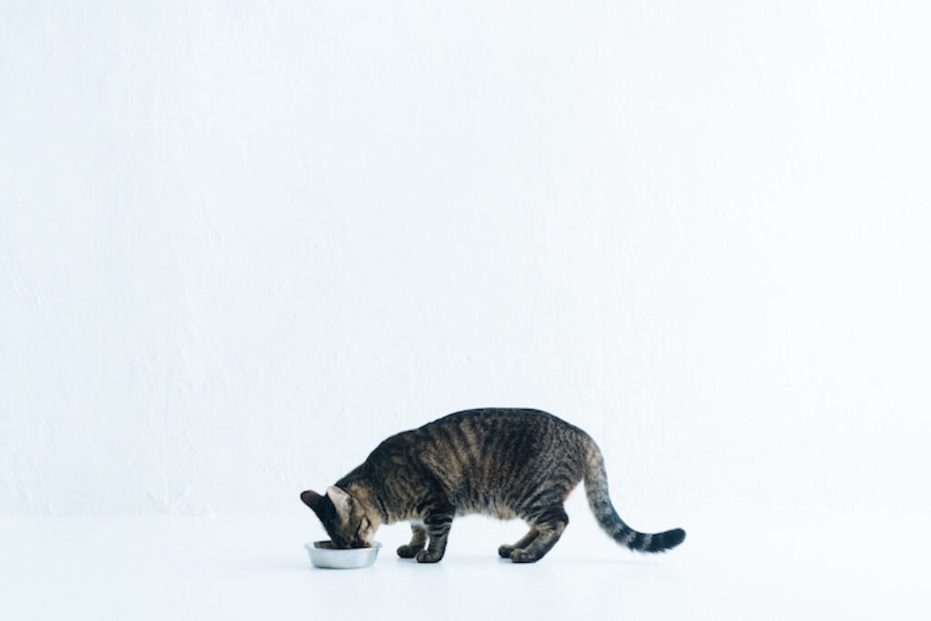 Gato comendo em um fundo azulado.
