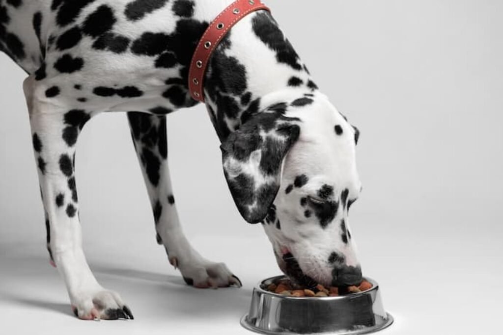 Um cão dalmata comendo ração.