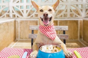 Um cão sentado em uma cadeira com as patas na mesa abraçando um pote de ração