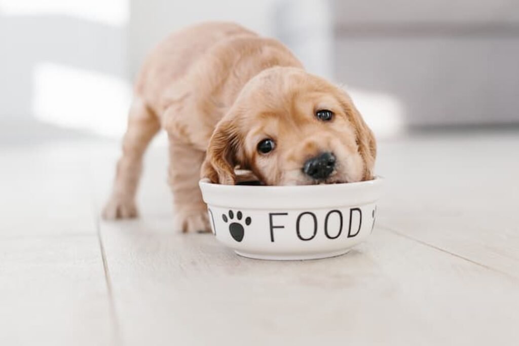 Um cão filhote comendo ração