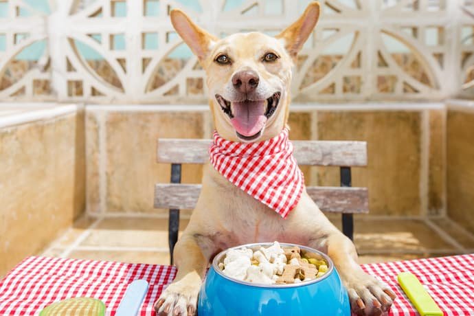 Um cão sentado em uma cadeira com as patas na mesa abraçando um pote de ração