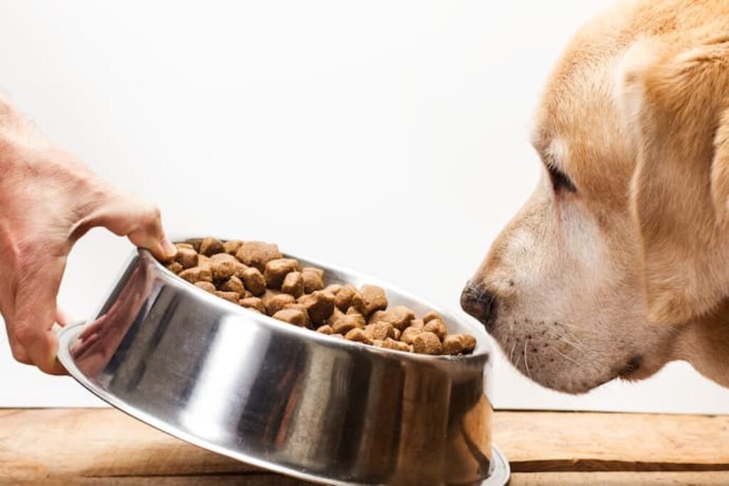 Um cão idoso cheirando ração