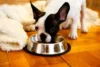 Um bulldog francês comendo ração.