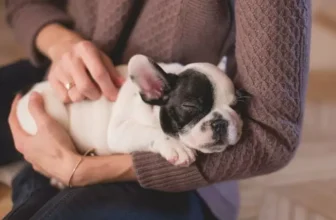 Cachorro de pequeno porte dormindo no colo da dona.