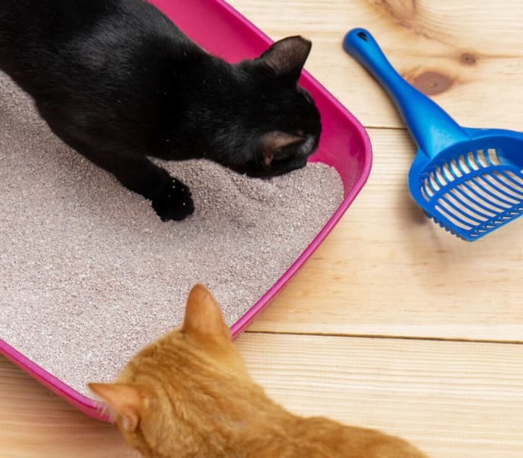 Um gato preto e um gato golden brincam em uma caixa de areia.
