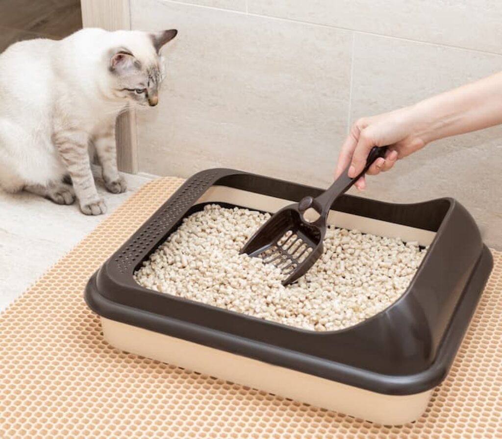 Uma pessoa recolhendo areia de uma caixa enquanto o gato observa tudo.