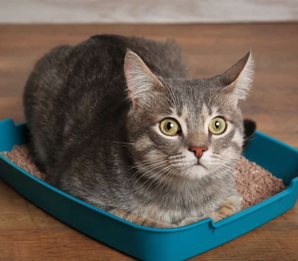 Uma pequena caixa de areia com um pequeno gato dentro dela.