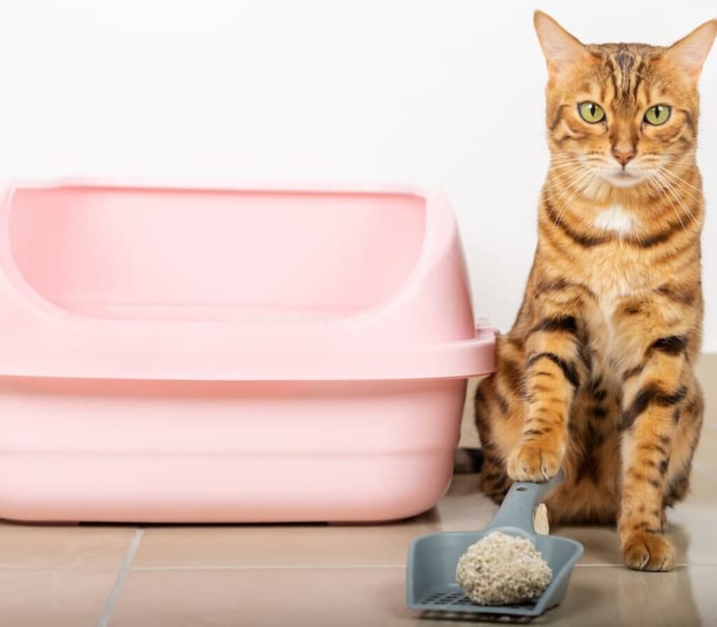 Um gato com a pata na pá com areia e ao lado de uma caixa de areia sanitária.