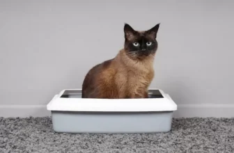 Um gato sentado em uma caixa da melhor areia sanitária.