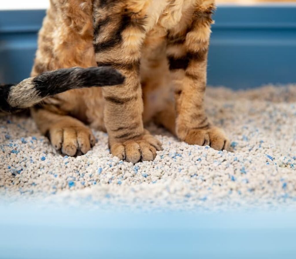 Um gato com as patas na areia.