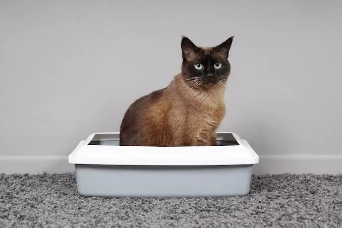 Um gato sentado em uma caixa da melhor areia sanitária.
