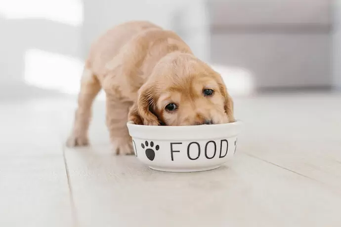 Cachorro filhote comendo ração em um pote.
