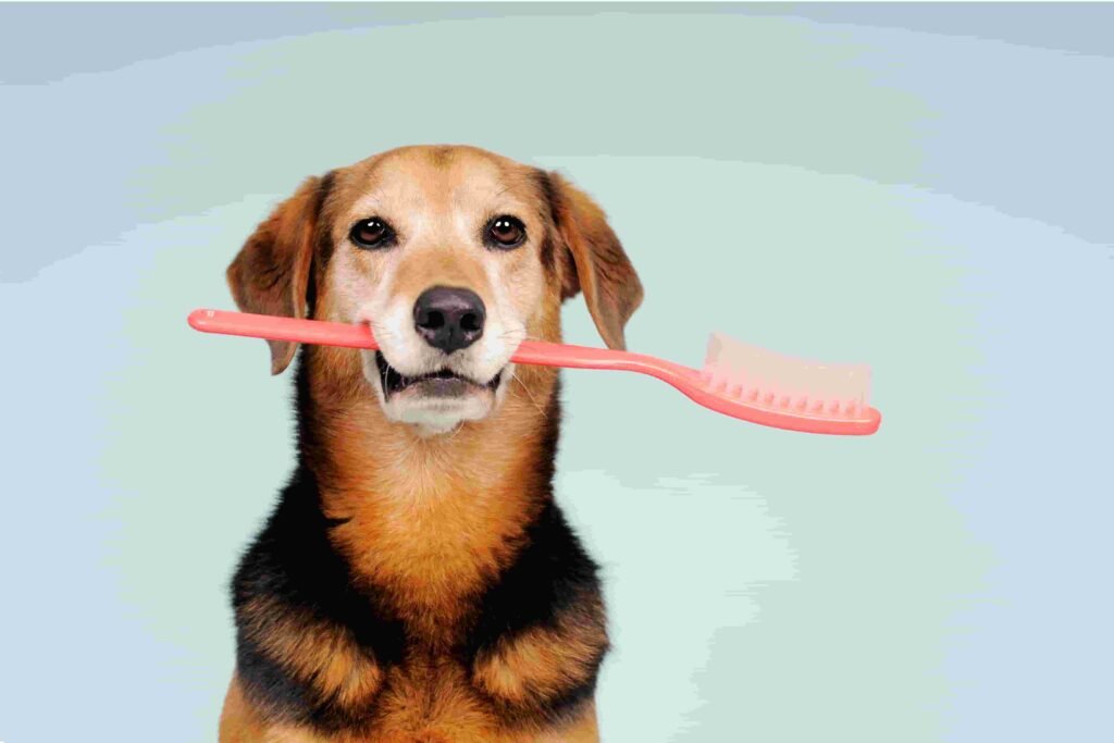 Cachorro de grande porte com uma grande escova vermelha na boca.