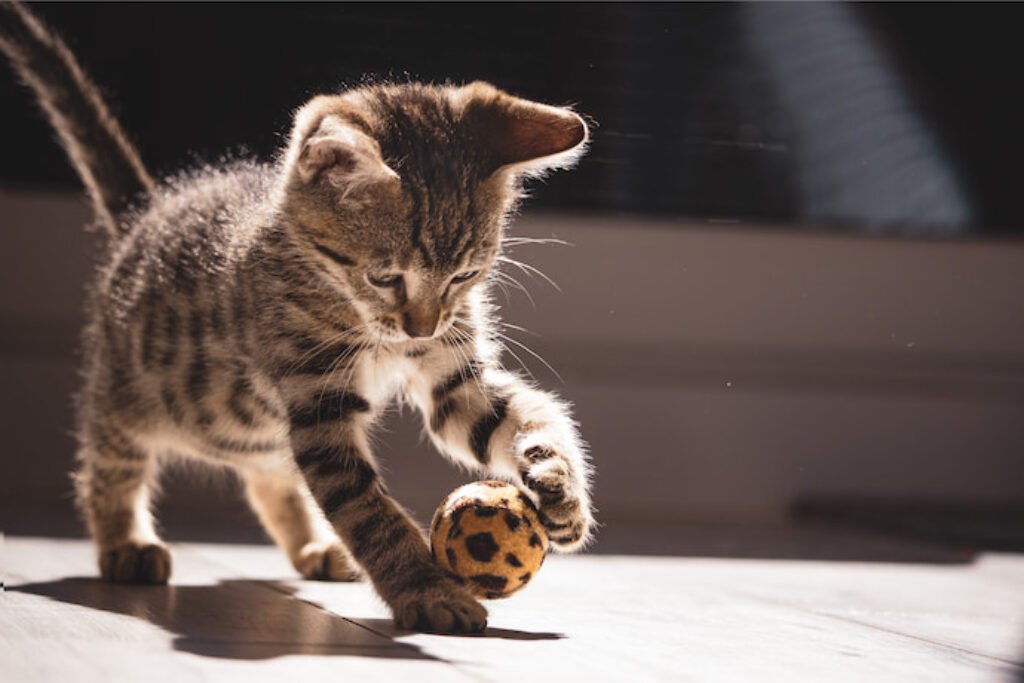 Gato rodando uma bola amarela e preta com as patas.