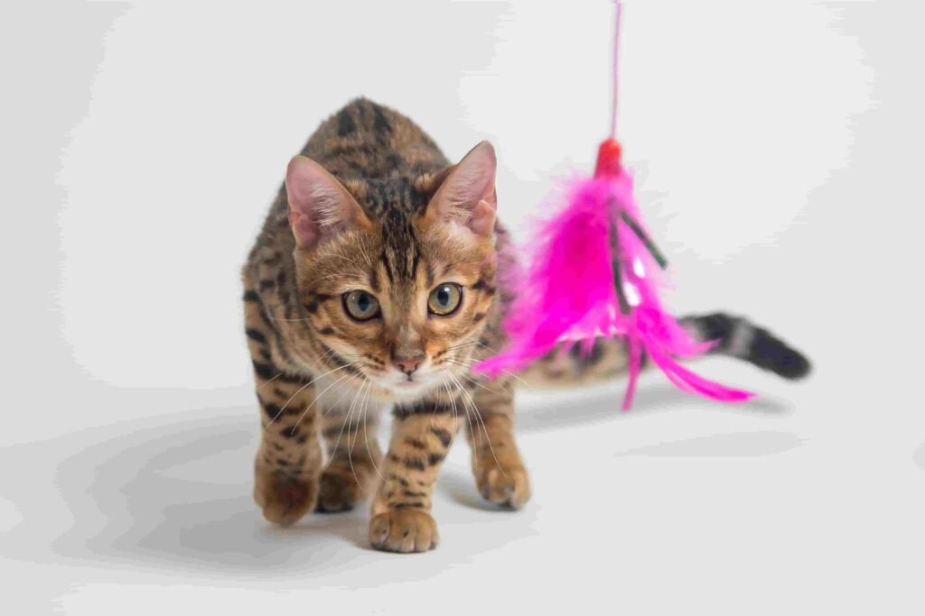 Gato brincando com uma pena.