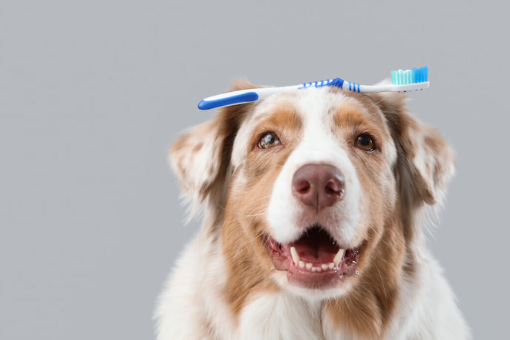 Cachorro equilibrando uma escova de dente na cabeça.