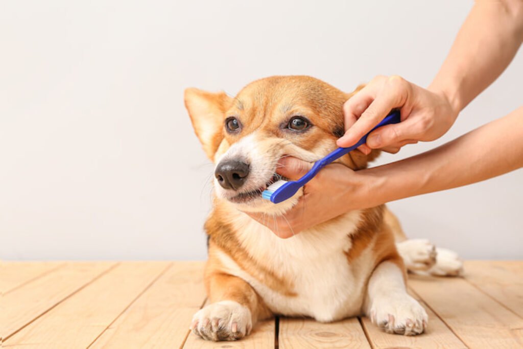 Cachorro corgi escovando os dentes com uma escova azul.