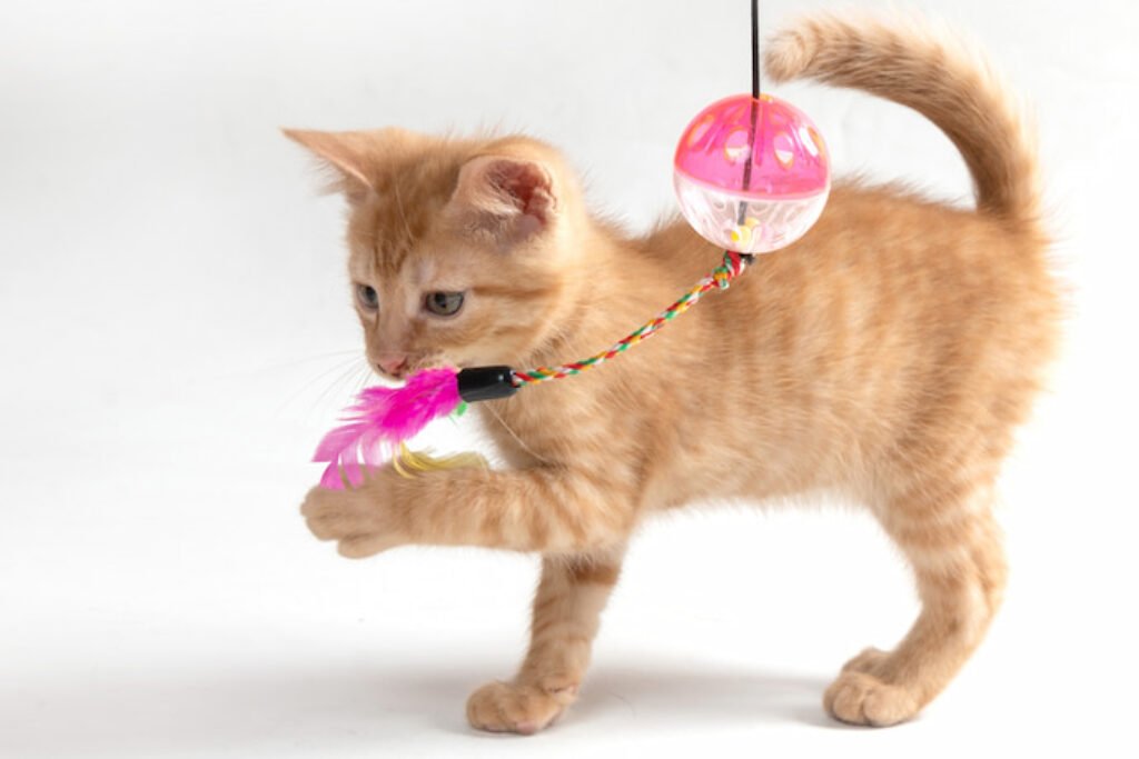 Gato bege brincando com uma bolinha e com uma pena, colados em uma corda.