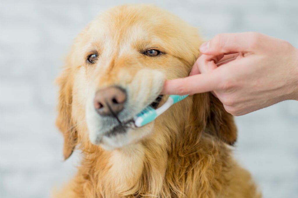 Pessoa escovando os dentes de um golden retrivier.
