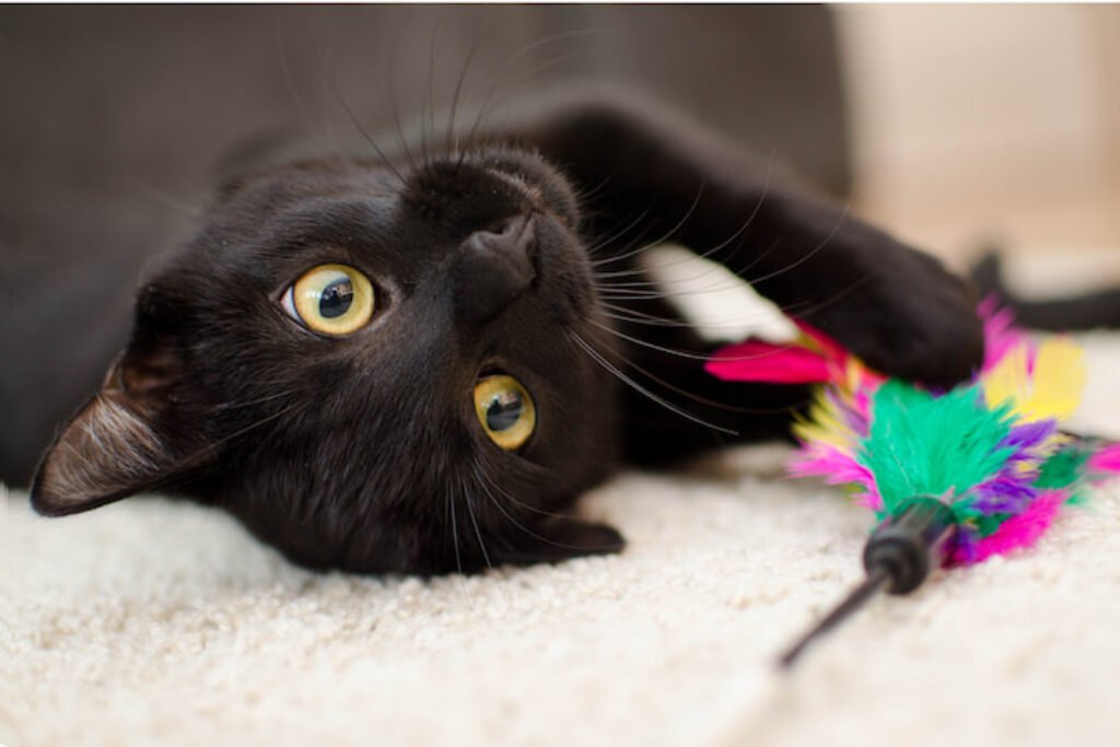 Gato preto segurando uma pena com a mão.