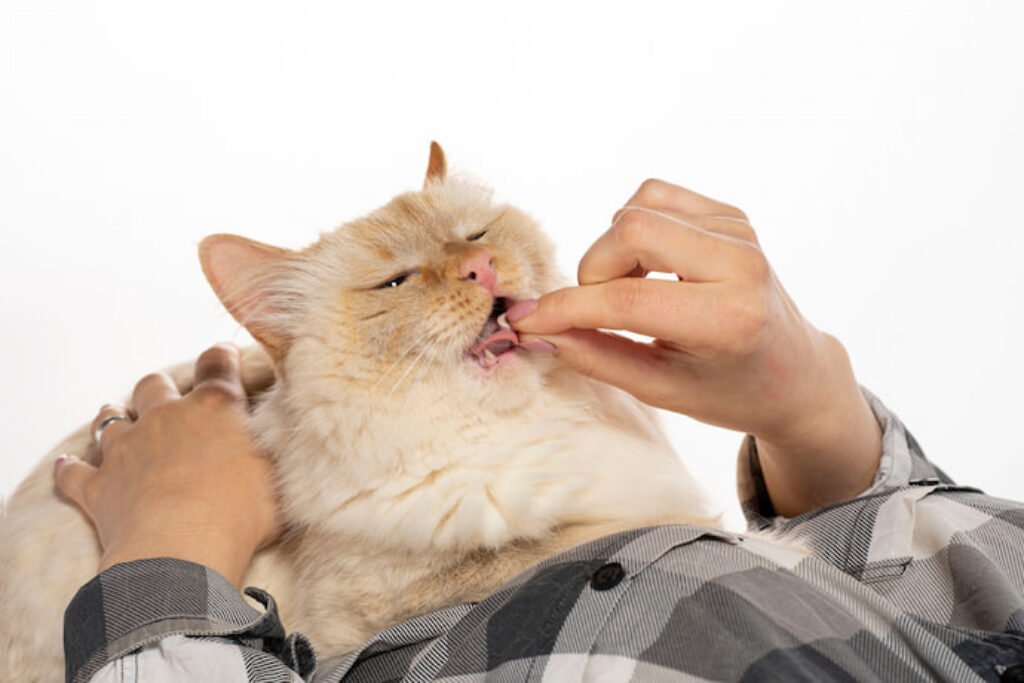 Gato adulto de cor bege tomando comprimido.