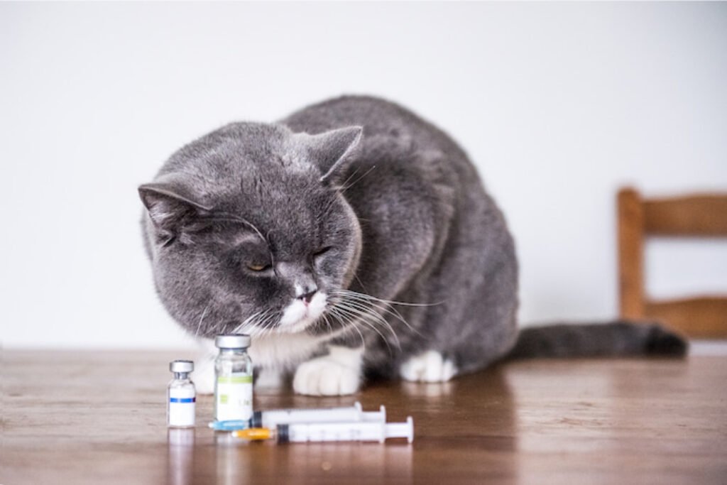 Gato de coloração cinza em uma mesa, ao lado de medicamentos.