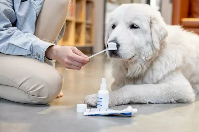 Homem escovando os dentes de um cachorro branco.