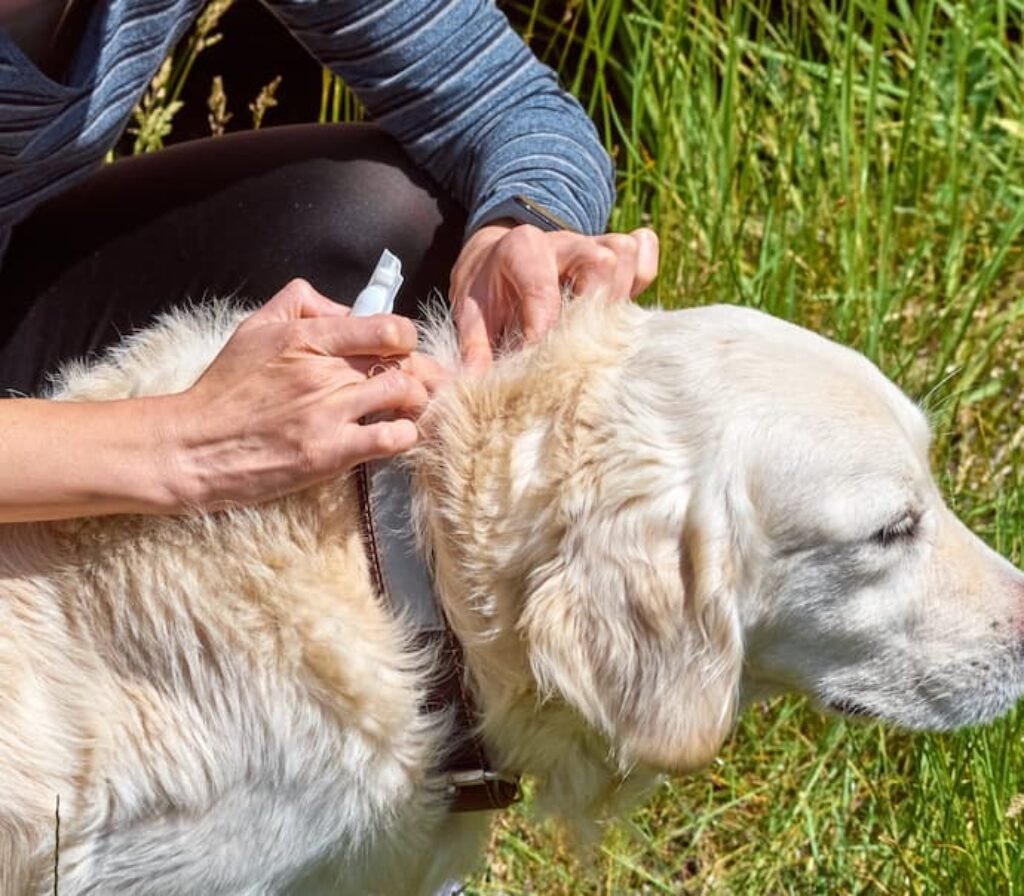 Um cachorro com uma melhor coleira antipulgas de tamanho grande.