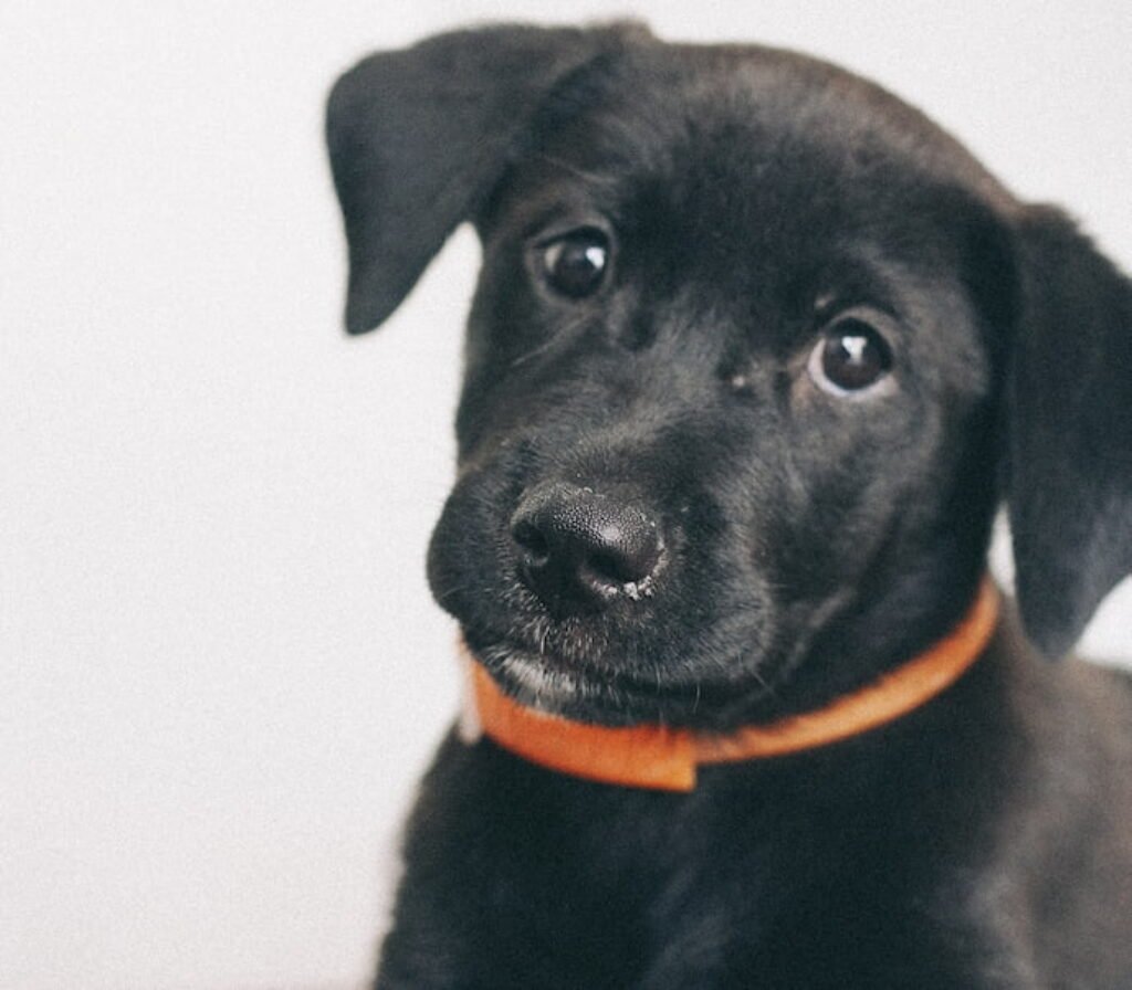 Um cão preto com uma coleira antipulgas.
