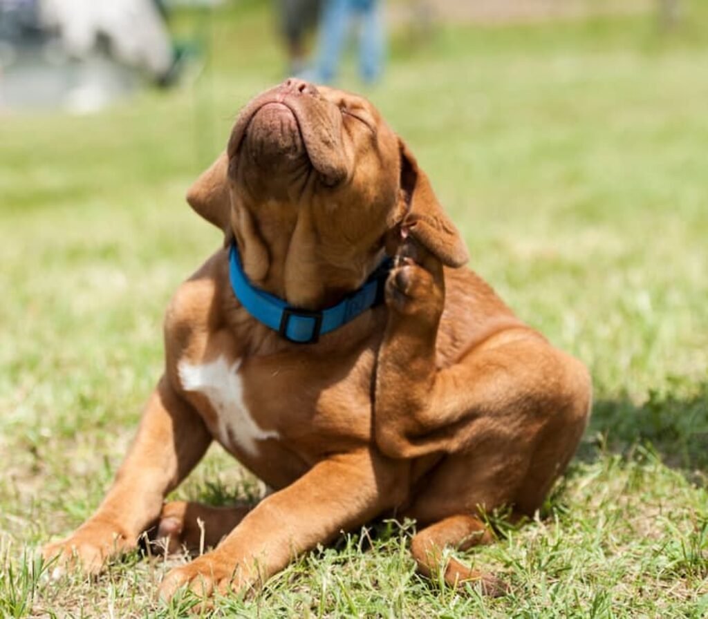 Um cão grande se coçando e com uma coleira.