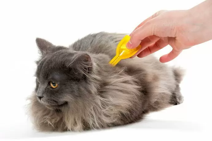 Pessoa aplicando um antipulgas em um gato cinza.