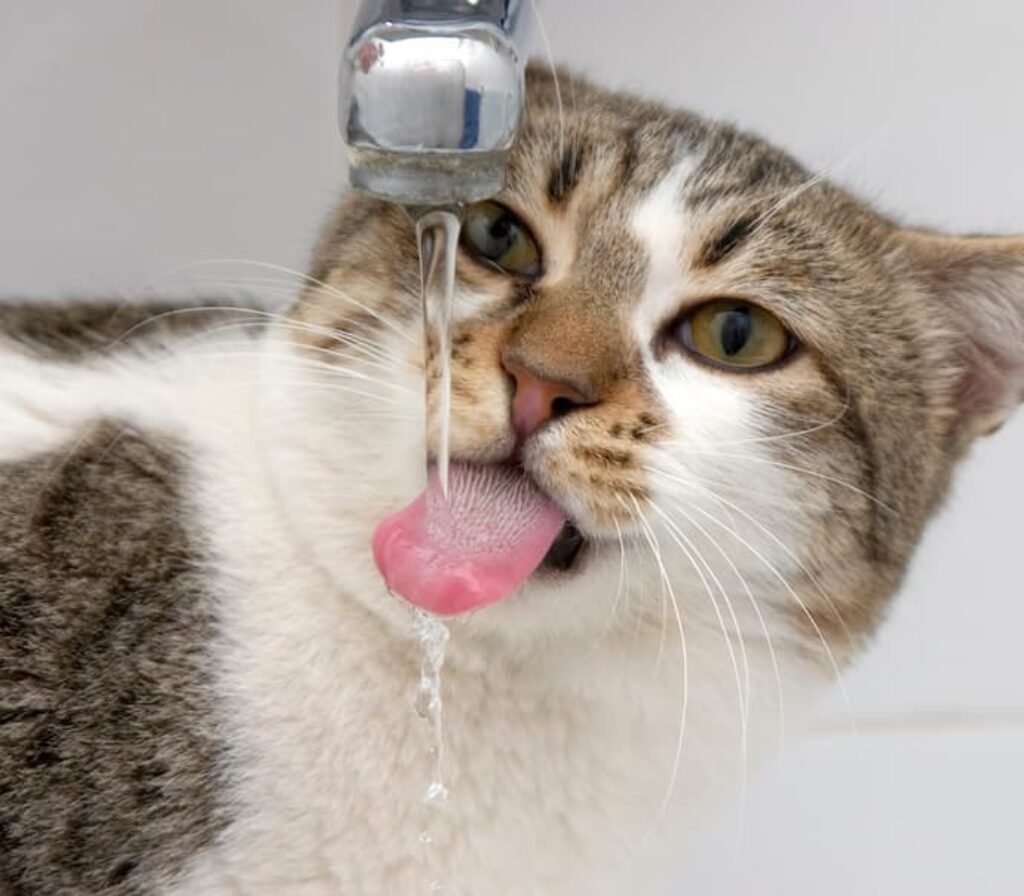 Uma fonte de inox aberta com um gato bebendo o líquido.