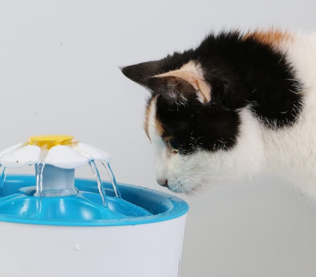 Uma melhor fonte de água automática para gatos de tamanho grande e um gato preto e branco.