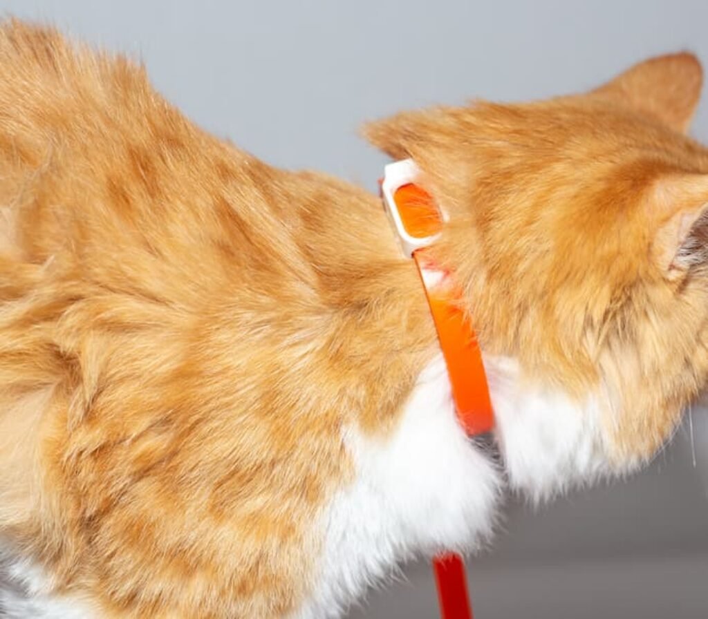 Uma gato com a melhor coleira antipulgas na cor laranja.
