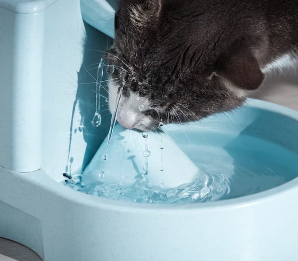 Gato bebendo água da fonte.