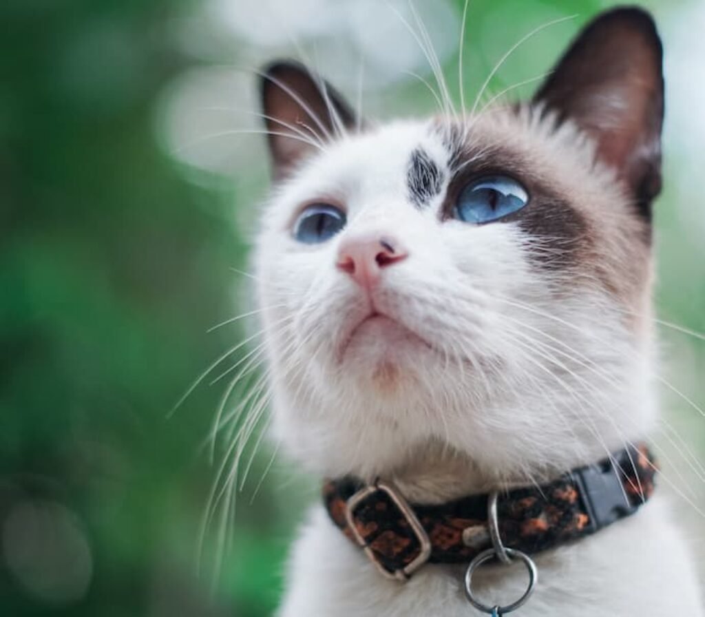 Um gato com uma coleira.