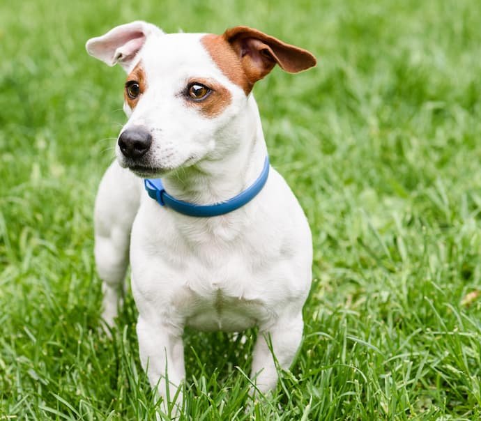 Um cão com a melhor coleira antipulgas.