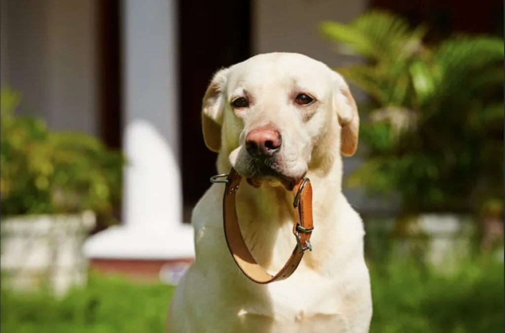 Um cão com uma das melhores coleiras antipulgas na boca.