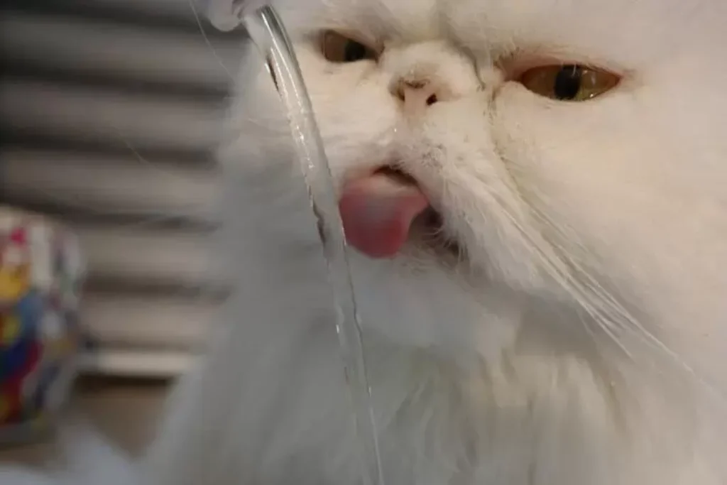 Um gatinho branco tomando água de uma das melhores fontes de água automática do 2025.