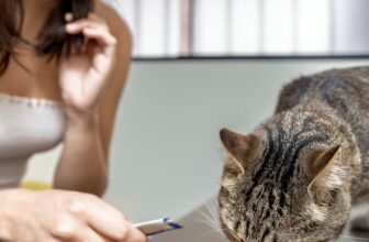 Uma tutora alimentando um pet com um dos melhores sachês para gatos.