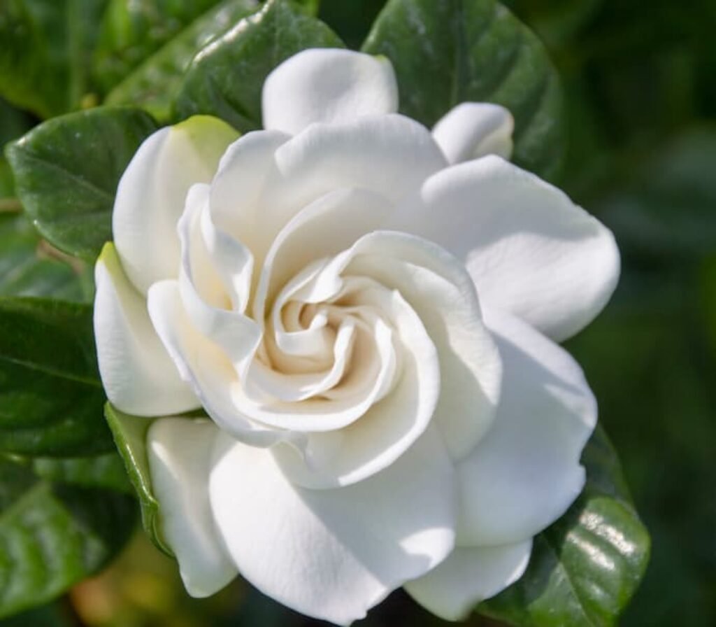 Uma flor de gardênia.