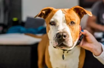 Cachorro de grande porte utilizando uma coleira.
