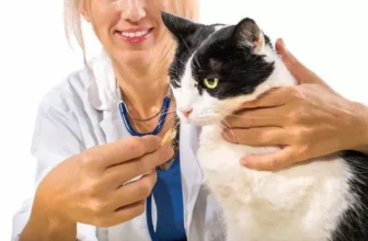 Médica dando vermífugo para um gato.