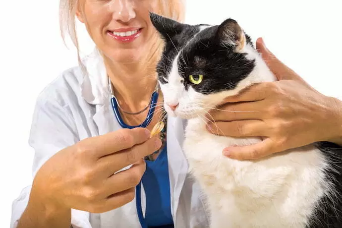 Médica dando vermífugo para um gato.