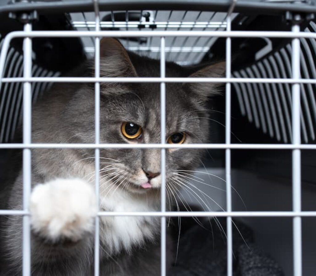 Um gato com as patas na porta de uma caixa de transporte.