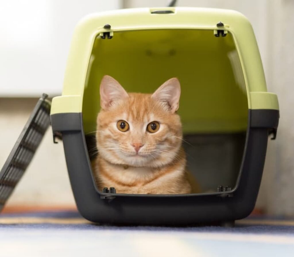 Um gato pequeno dentro de uma caixa pequena de transporte.